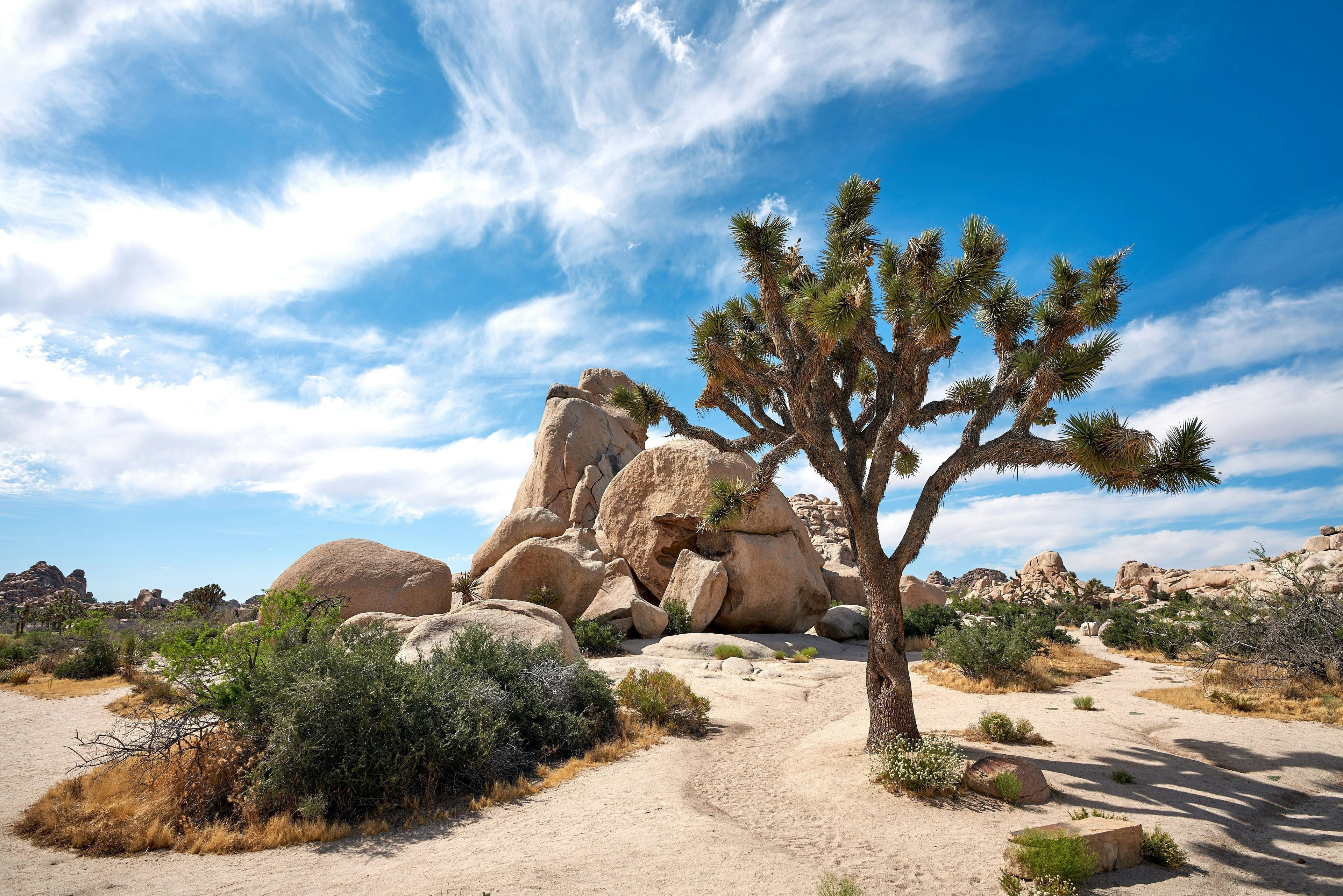 Joshua Tree Functional Mushroom Instant Coffee by Broken Road Coffee Company—Lion's Mane and Chaga blend, single-origin Papua New Guinea medium roast, ideal for camping, hiking, and travel